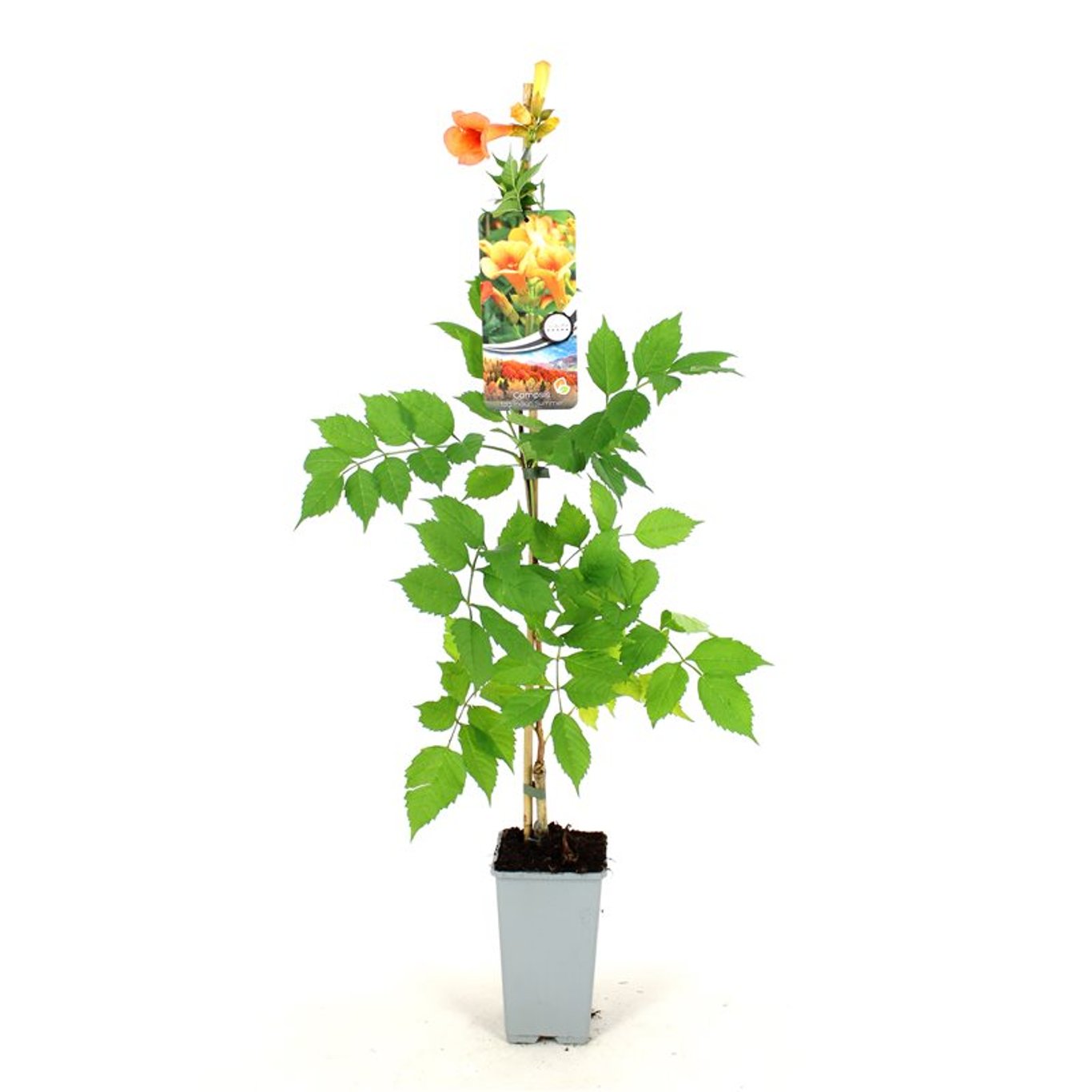 Trumpetranka – Campsis tagliabuana 'Indian Summer' - C2 80-100 CM